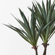 Agave Sisalana Plant Green 51cmh – thumbnail