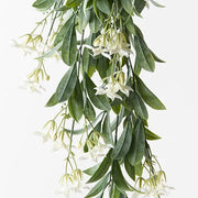Stephanotis Hanging Bush White 74cml – thumbnail