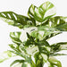 Monstera Adansonii Plant Green White 53cmh
