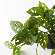 Monstera Adansonii Hanging Bush in Pot Green 55cml – thumbnail