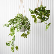 Monstera Adansonii Hanging Bush in Pot Green 55cml – thumbnail