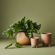 Monstera Adansonii Hanging Bush in Pot Green 55cml – thumbnail