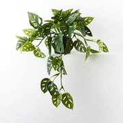 Monstera Adansonii Hanging Bush in Pot Green 76cml – thumbnail