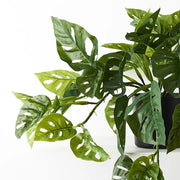 Monstera Adansonii Hanging Bush in Pot Green 76cml – thumbnail