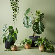 Monstera Adansonii Hanging Bush in Pot Green 76cml – thumbnail