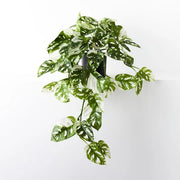 Monstera Adansonii Hanging Bush in Pot Green White 76cml – thumbnail