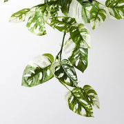 Monstera Adansonii Hanging Bush in Pot Green White 76cml – thumbnail