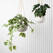 Monstera Adansonii Hanging Bush in Pot Green White 76cml – thumbnail