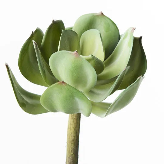 Echeveria Green Red 18cml