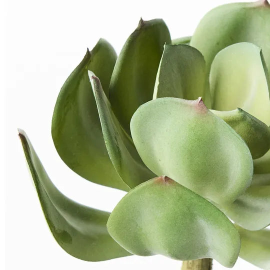 Echeveria Green Red 18cml