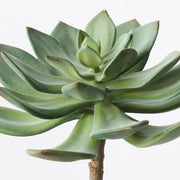 Echeveria Green Red 15cml