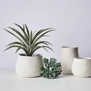 Tillandsia in Pot Green Grey 36cmh x 36cmd