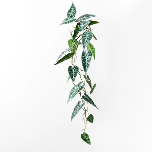 Alocasia Bambino Hanging Bush Green 92cml