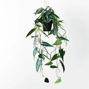 Alocasia Bambino Hanging Pot Green 105cml – thumbnail