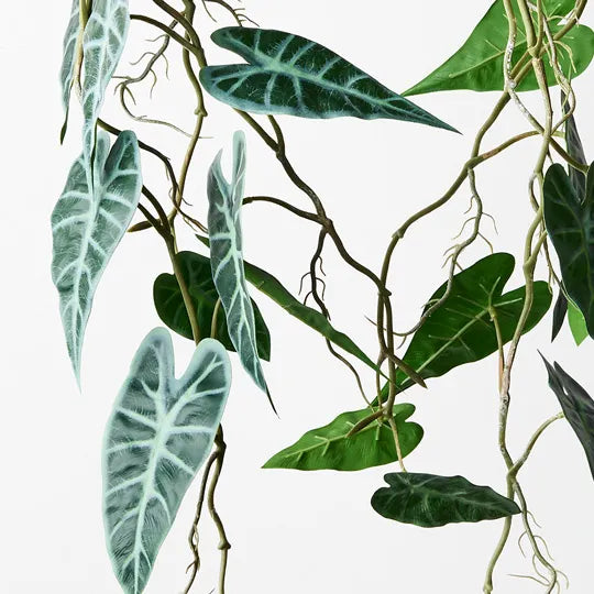 Alocasia Bambino Hanging Pot Green 105cml