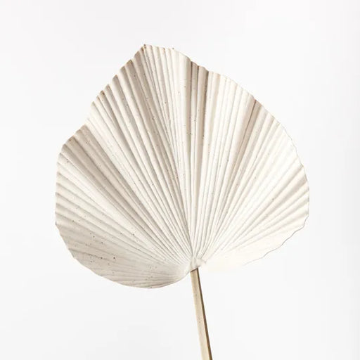 Palm Fan Ivory 64cml