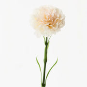 Carnation Ivory 47cml