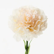 Carnation Ivory 47cml