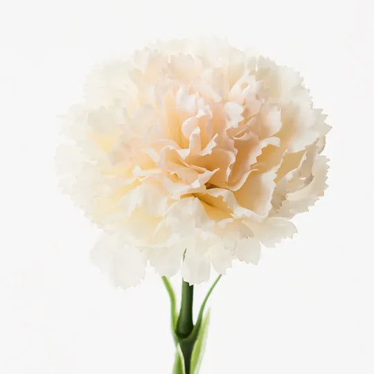 Carnation Ivory 47cml