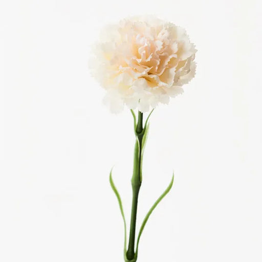 Carnation Ivory 47cml