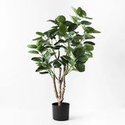 Peperomoides Plant Green 94cmh – thumbnail
