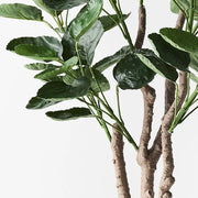 Peperomoides Plant Green 94cmh – thumbnail