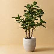 Peperomoides Plant Green 94cmh – thumbnail
