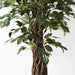 Ficus Royal Tree Green 180cmh