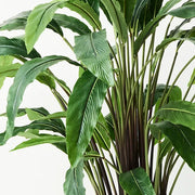 Calathea Plant Green 60cmh – thumbnail