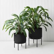 Calathea Plant Green 60cmh – thumbnail