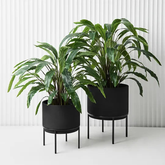 Calathea Plant Green 60cmh