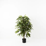 Longifolia Tree Green 120cmh – thumbnail