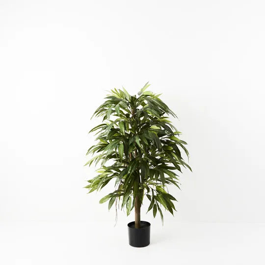 Longifolia Tree Green 120cmh