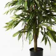 Longifolia Tree Green 120cmh – thumbnail