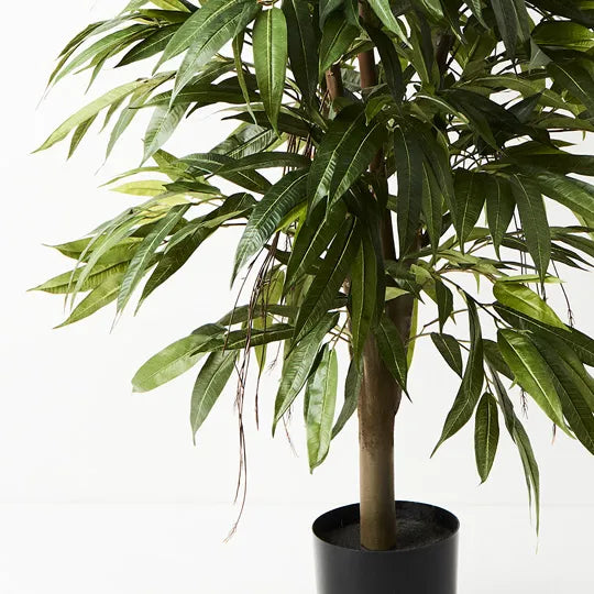 Longifolia Tree Green 120cmh