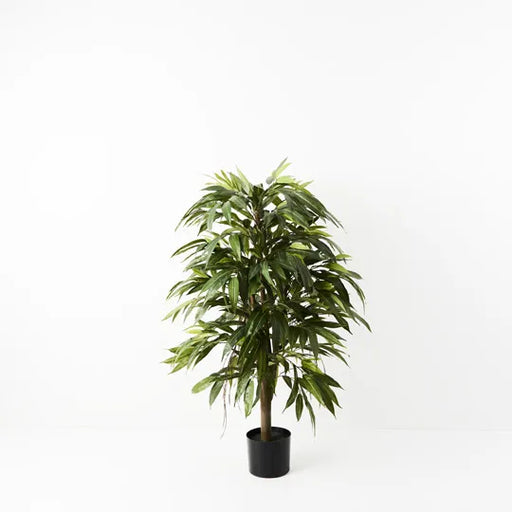 Longifolia Tree Green 120cmh
