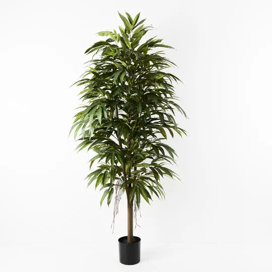 Longifolia Tree Green 180cmh