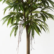 Longifolia Tree Green 180cmh – thumbnail