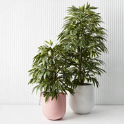 Longifolia Tree Green 180cmh – thumbnail