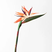 Bird of Paradise Orange 95cml
