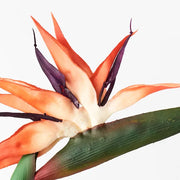 Bird of Paradise Orange 95cml