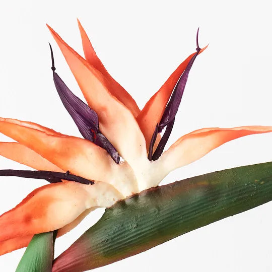Bird of Paradise Orange 95cml