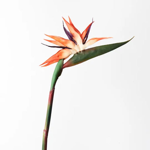 Bird of Paradise Orange 95cml