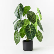 Anthurium Clarinervium Plant Green 73cmh – thumbnail