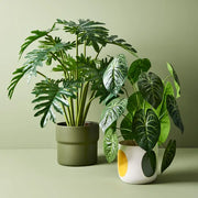 Anthurium Clarinervium Plant Green 73cmh – thumbnail