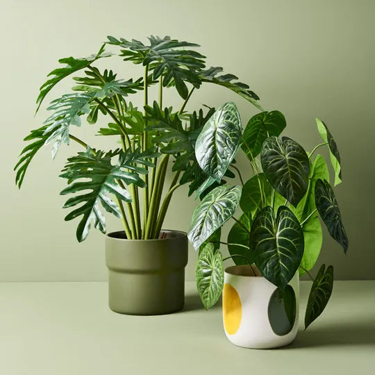 Anthurium Clarinervium Plant Green 73cmh