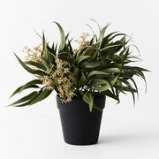 Eucalyptus Seed Bush in Pot Grey Green 33cmh – thumbnail
