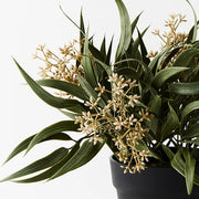 Eucalyptus Seed Bush in Pot Grey Green 33cmh – thumbnail
