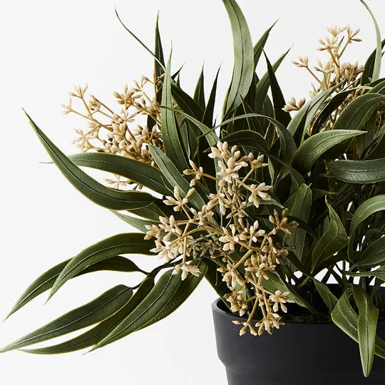 Eucalyptus Seed Bush in Pot Grey Green 33cmh