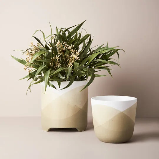 Eucalyptus Seed Bush in Pot Grey Green 33cmh